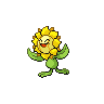 Image of Sunflora